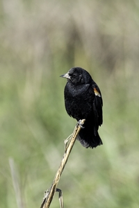 Red-winged Blackbird