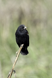 Red-winged Blackbird