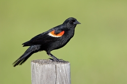 Red-winged Blackbird