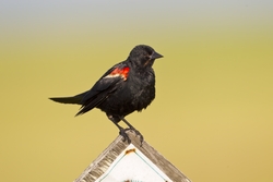 Red-winged Blackbird