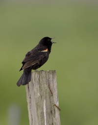 Red-winged Blackbird