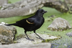 Red-winged Blackbird