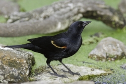 Red-winged Blackbird