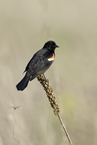 Red-winged Blackbird