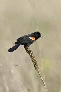 Red-winged Blackbird
