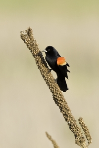 Red-winged Blackbird