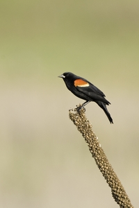 Red-winged Blackbird