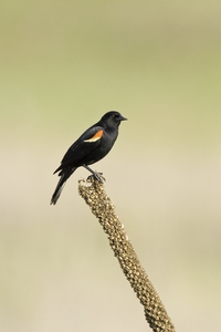 Red-winged Blackbird