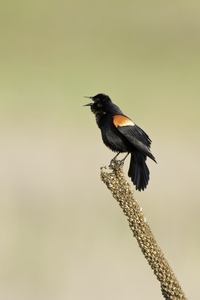 Red-winged Blackbird