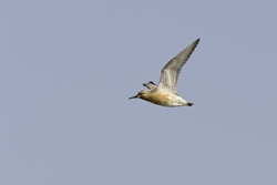 Red Knot