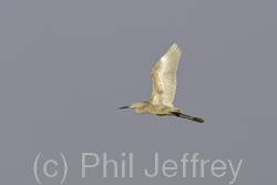 Reddish Egret