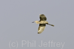 Reddish Egret