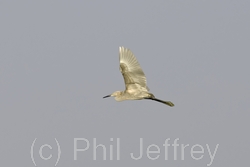 Reddish Egret