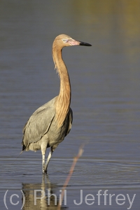 Reddish Egret