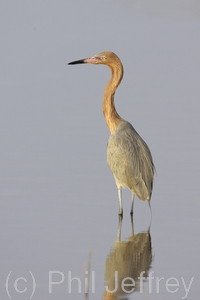 Reddish Egret