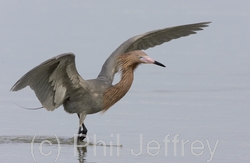 Reddish Egret