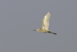 Reddish Egret