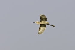 Reddish Egret