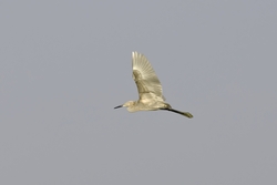 Reddish Egret