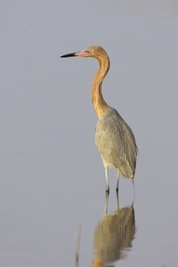 Reddish Egret