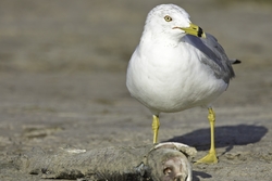 Ring-billed Gull
