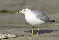 Ring-billed Gull
