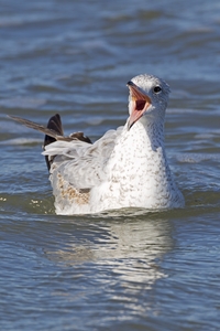 Ring-billed Gull