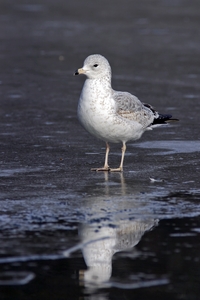 Ring-billed Gull