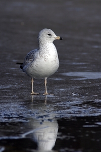 Ring-billed Gull