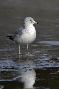 Ring-billed Gull