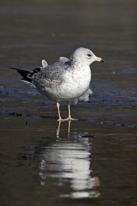 Ring-billed Gull