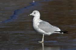 Ring-billed Gull