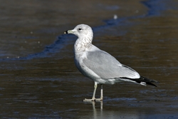 Ring-billed Gull