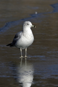 Ring-billed Gull
