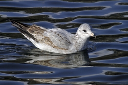 Ring-billed Gull