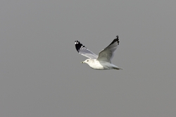Ring-billed Gull