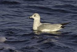 Ring-billed Gull