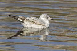 Ring-billed Gull