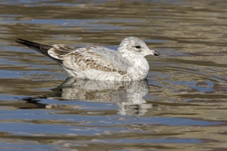 Ring-billed Gull