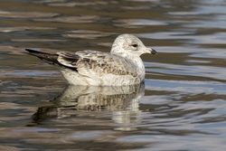 Ring-billed Gull