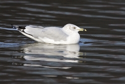Ring-billed Gull