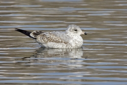 Ring-billed Gull