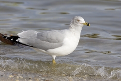 Ring-billed Gull