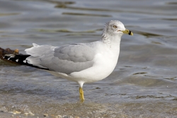Ring-billed Gull