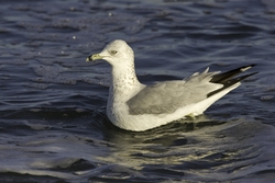 Ring-billed Gull