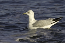 Ring-billed Gull