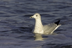 Ring-billed Gull