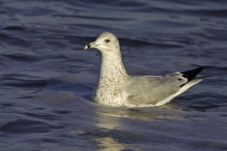 Ring-billed Gull