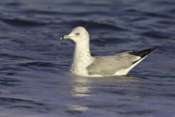Ring-billed Gull