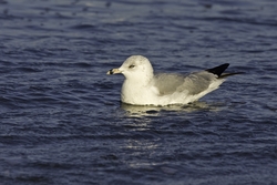 Ring-billed Gull